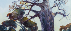 Baobab, Mapungubwe Game Reserve | 2017 | Oil on Canvas | 50 x 52 cm